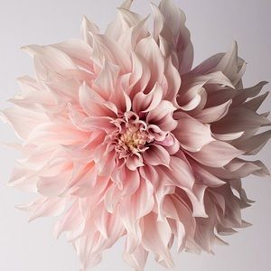 Meet your Posher, Marie